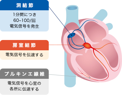 心臓の働き